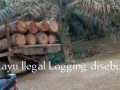 Perambah Kayu Dalam Kawasan HPT Merajalela Di Kab Kampar, Diduga Dua Oknum APH Terlibat