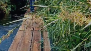 Diduga Pembalakan Liar Illegal Logging Di Selat Panjang Kebal Hukum