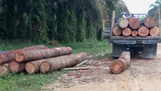 Aktivitas Ilegal Loging Masih Bebas, Diduga Ada Yang Mengback Up Kegiatan Perambahan Hutan Lindung Di 2 Desa